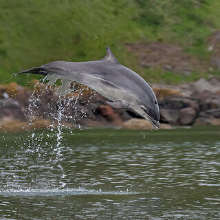 Moray Firth - Bottlenose dolphin